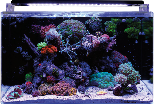 BlueMarine Reef 120 Aquarium
