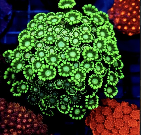 Alveopora sp. (frag)