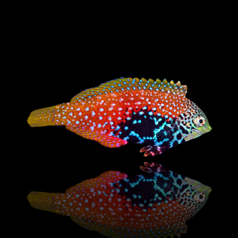 Macropharyngodon bipartitus female box