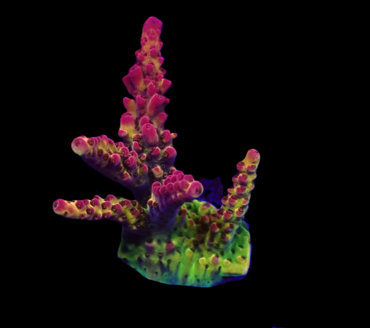 Acropora sp. (PC Rainbow) box