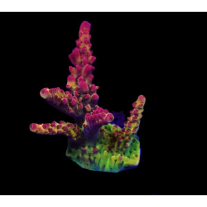 Acropora sp. (PC Rainbow)