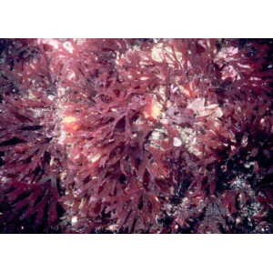 Rhodymenia spp.