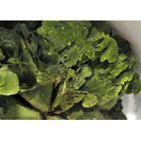 Halimeda spp.