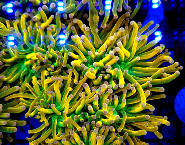 Euphyllia glabrescens Holy Grail pink Tips