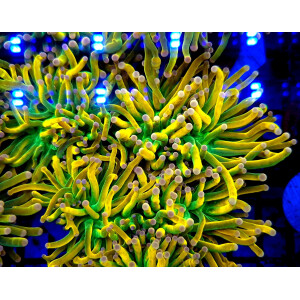 Euphyllia glabrescens Holy Grail pink Tips
