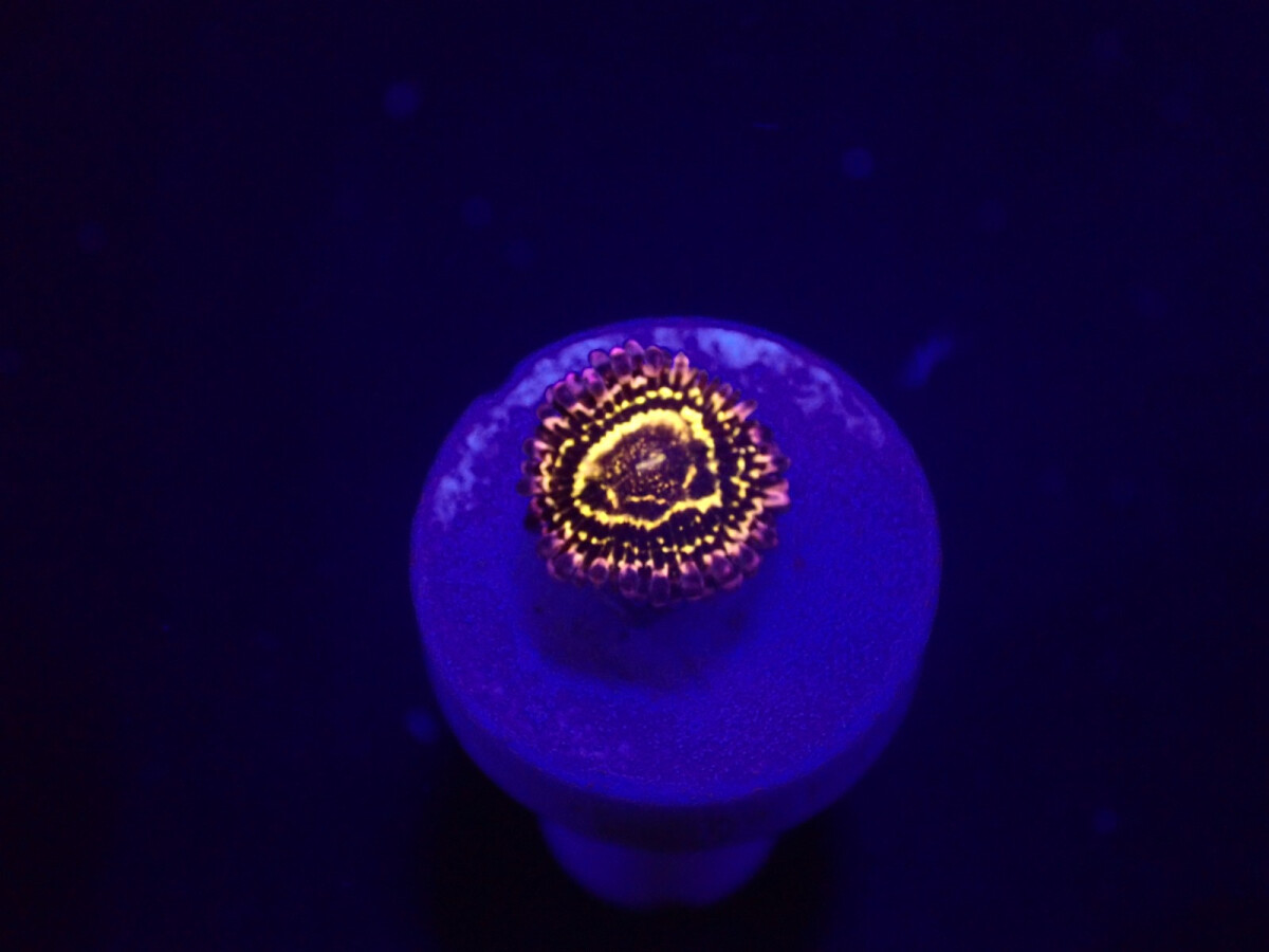 Zoanthus sp. (Stratosphere) (1h)