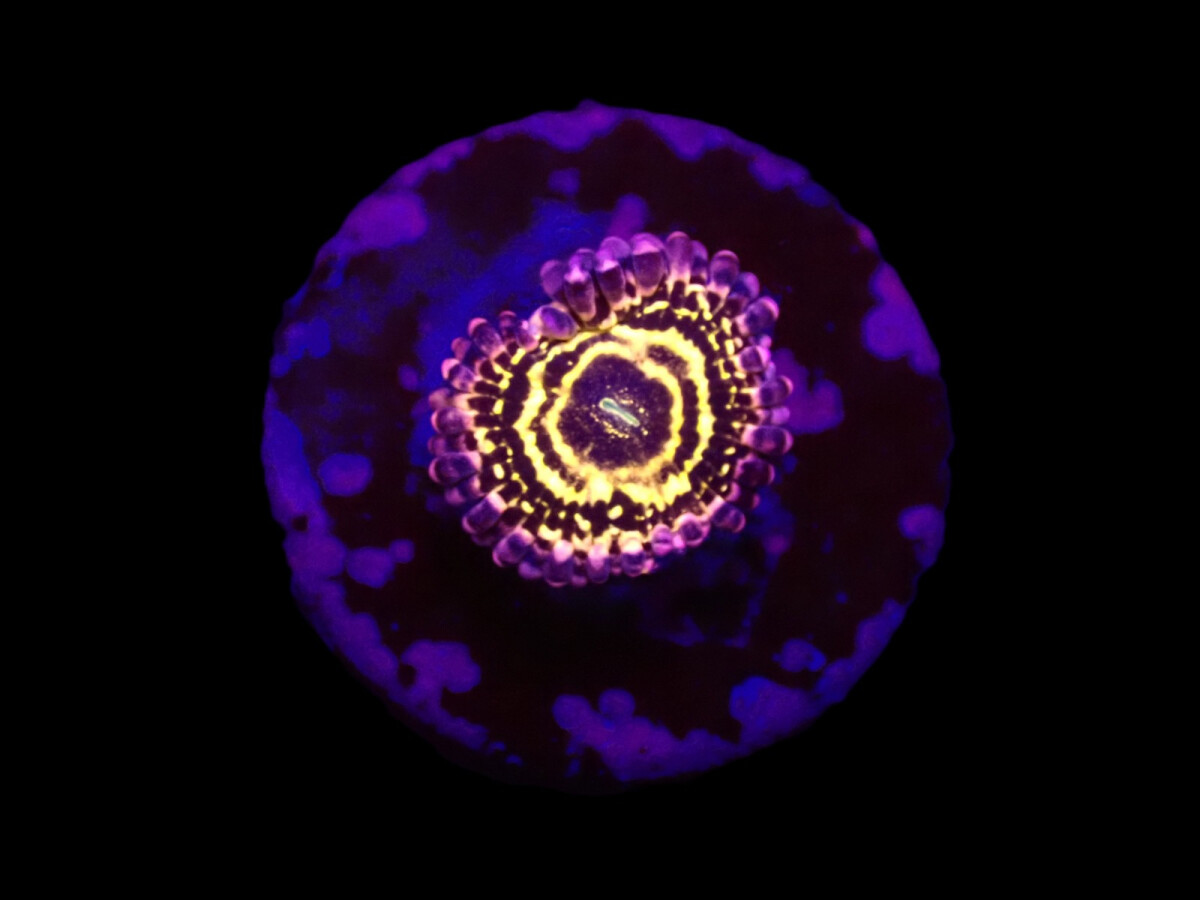 Zoanthus sp. (Stratosphere) (3h)