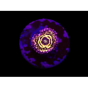 Zoanthus sp. (Stratosphere) (3h)