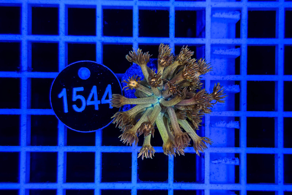 Goniopora sp. box