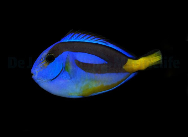 Paracanthurus hepatus (yellow belly) - Paletten Doktorfisch 