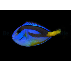 Paracanthurus hepatus (yellow belly) - Paletten...