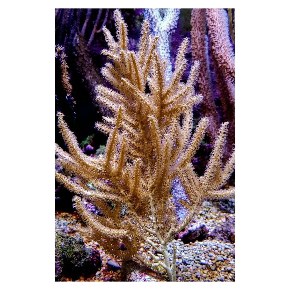 Rumphella spp. - Gorgonie Gr. M box