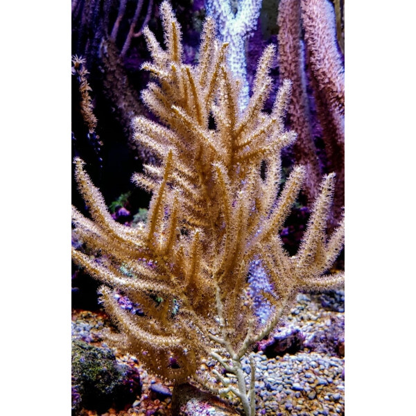 Rumphella spp. - Gorgonie Gr. XXL