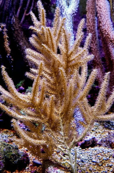 Rumphella spp. - Gorgonie Gr. L