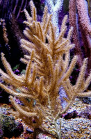 Rumphella spp. - Gorgonie Gr. L
