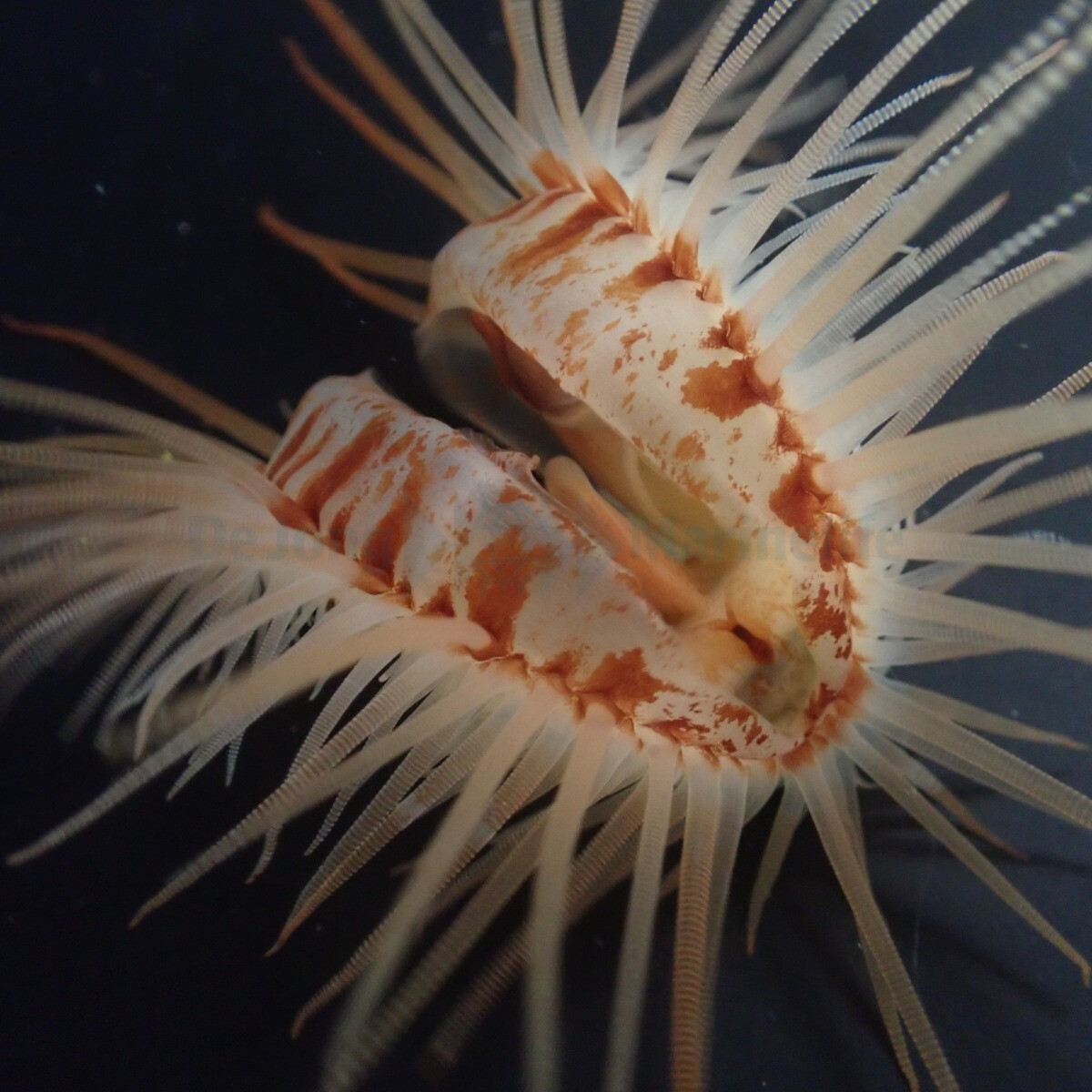 Limaria orientalis - Orientalische Feile box