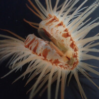 Limaria orientalis - Orientalische Feilenmuschel