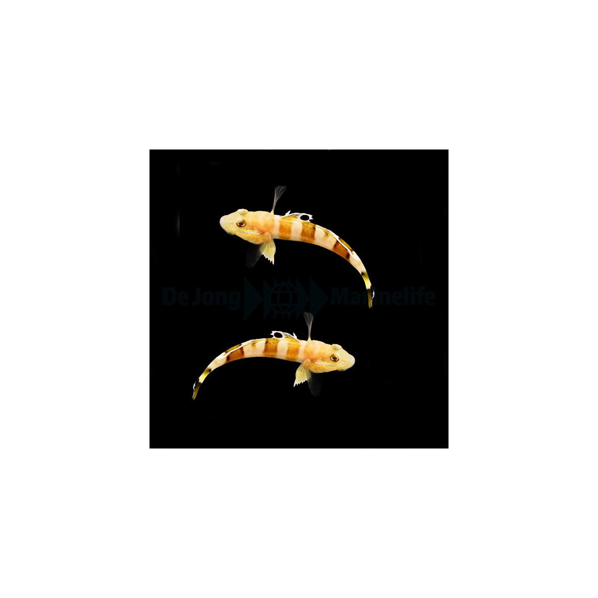 Valenciennea wardii (pair) - Breitband Schläfergrundel 