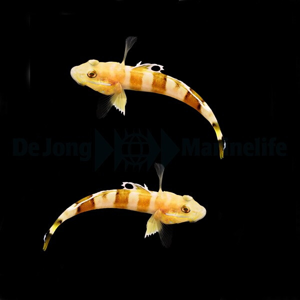 Valenciennea wardii (pair) - Breitband Schläfergrundel Paar