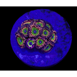 Zoanthus (Candy Apple Green Frag