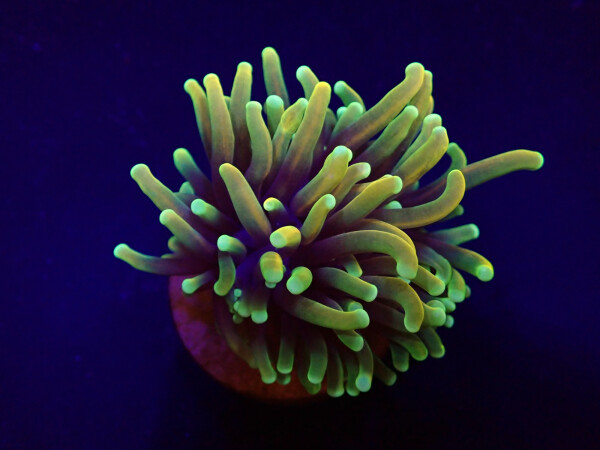 Euphyllia glabrescens (US Holy Grail) per Head
