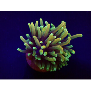 Euphyllia glabrescens (US Holy Grail) per Head