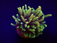Euphyllia glabrescens (US Holy Grail) per Head