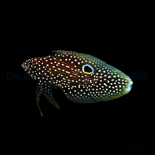 Calloplesiops altivelis - Echter Mirakelbarsch L