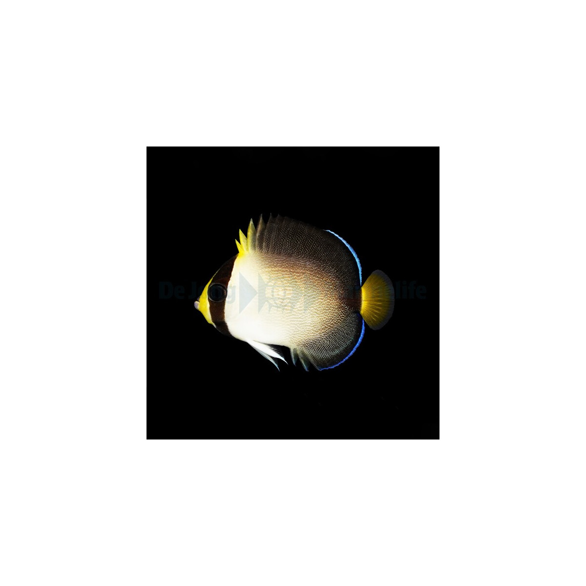 Chaetodontoplus mesoleucus - Mond Samtkaiserfisch