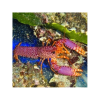 Enoplometopus debelius - Debelius Riffhummer