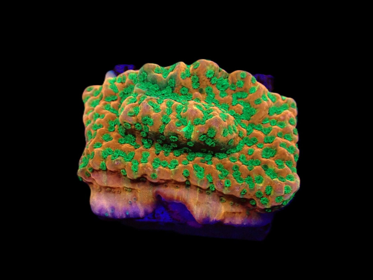Montipora spp. Phoenix Evolution (frag)