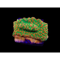 Montipora spp. Phoenix Evolution (frag)
