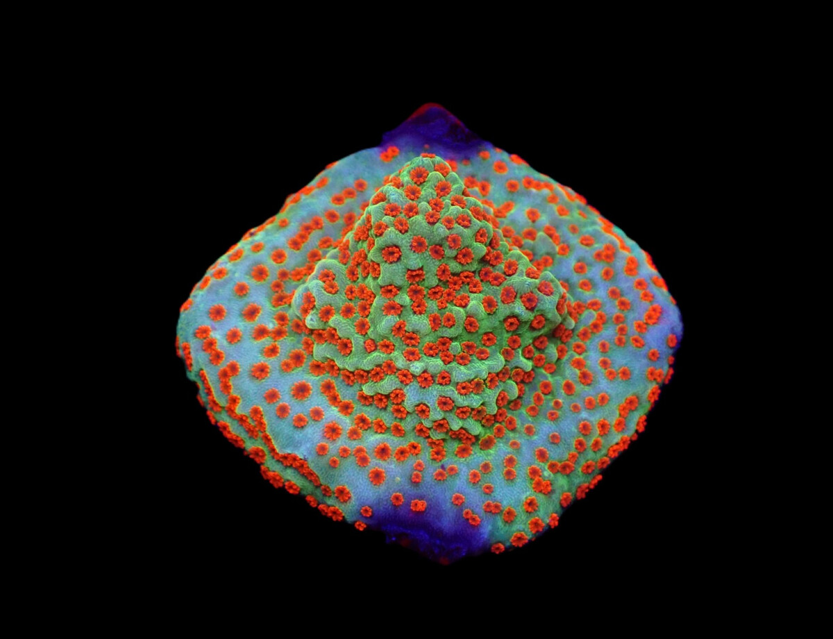 Montipora spp. Reverse Sunset (frag)