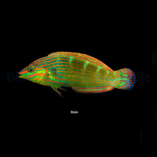 Halichoeres melanurus - Regenbogenlippfi box