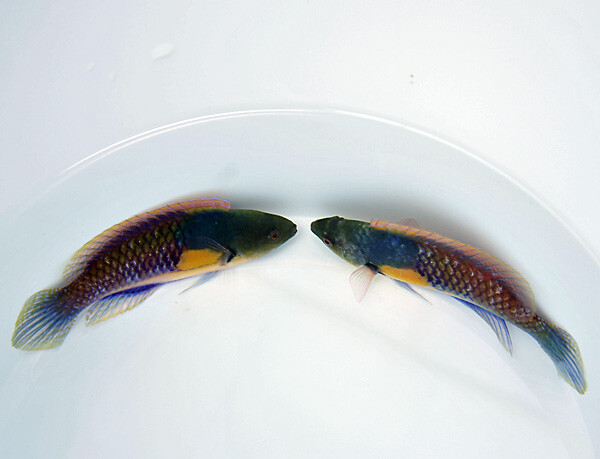 Cirrhilabrus ryukyuensis - Gelbfleck-Zwerglippfisch