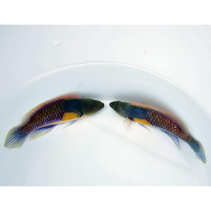 Cirrhilabrus ryukyuensis - Gelbfleck-Zwerglippfisch
