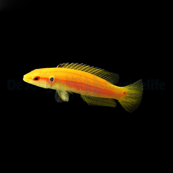 Bodianus bimaculatus - Zweipunkt Lippfis box