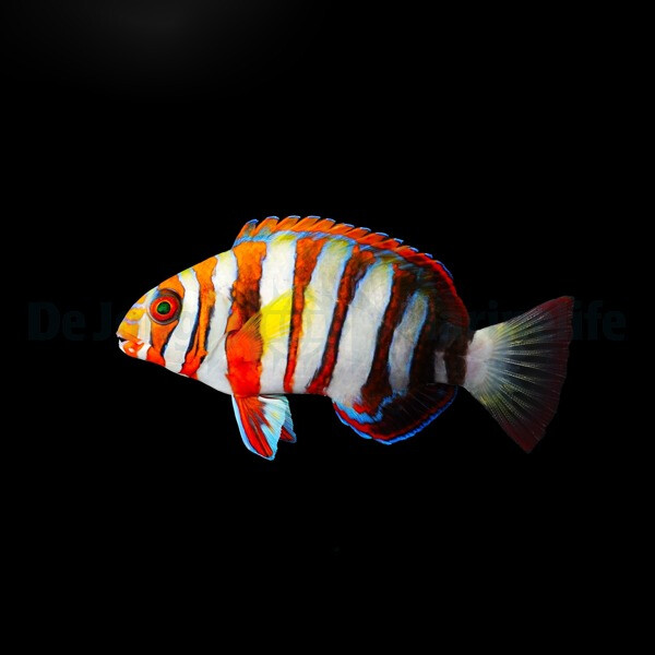 Choerodon fasciatus - Harlekin-Lippfisch box