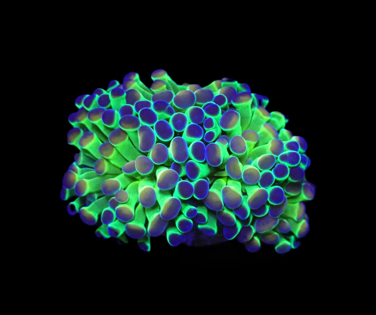 Euphyllia paraancora (Hologram) box