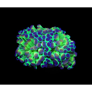 Euphyllia paraancora (Hologram)