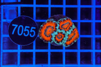 Acanthastrea lordhowensis