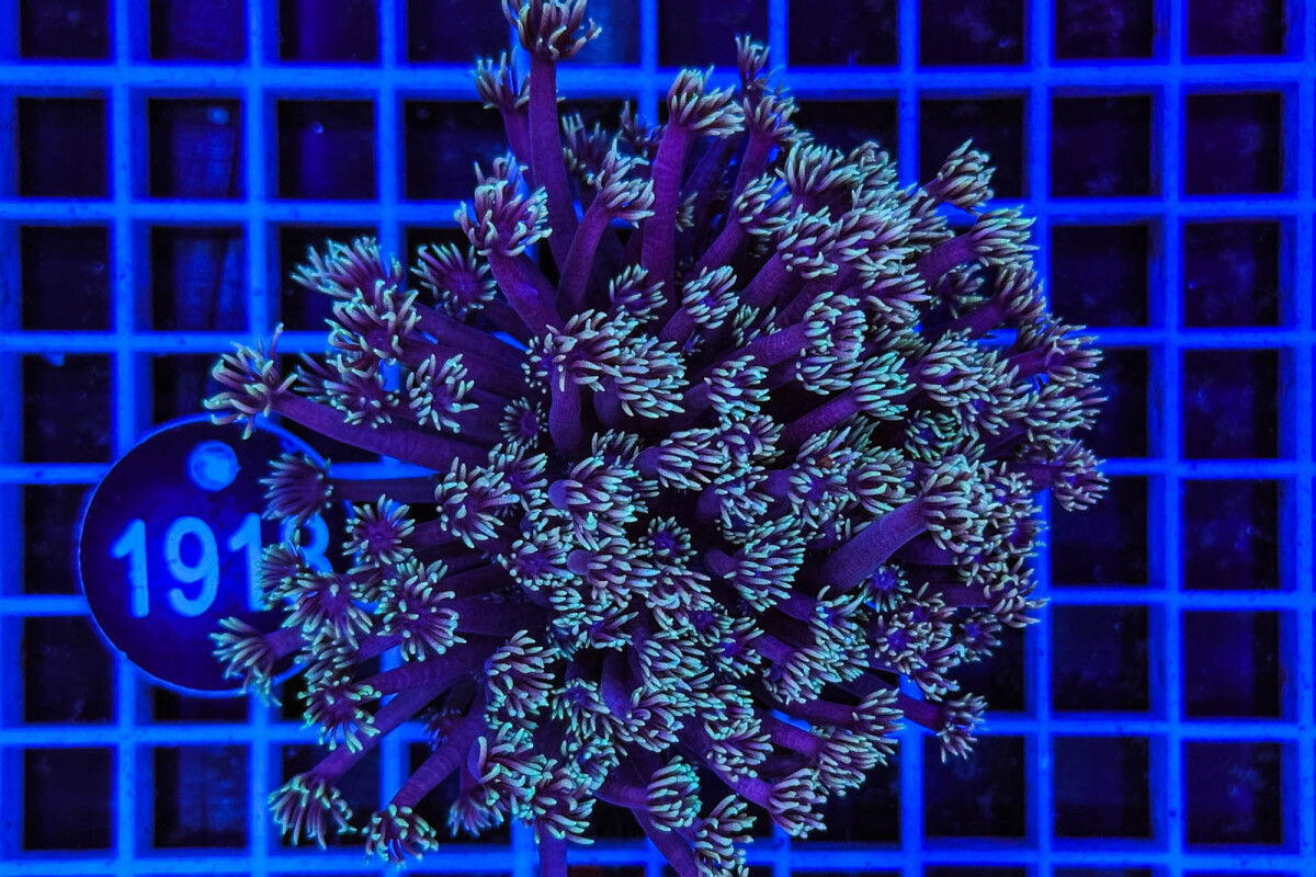 Goniopora sp. box