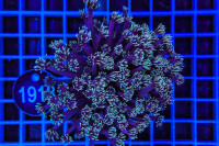 Goniopora sp.