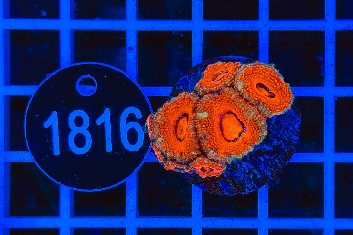 Acanthastrea lordhowensis box