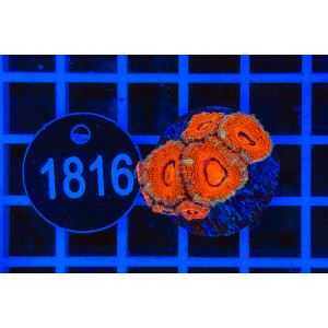 Acanthastrea lordhowensis