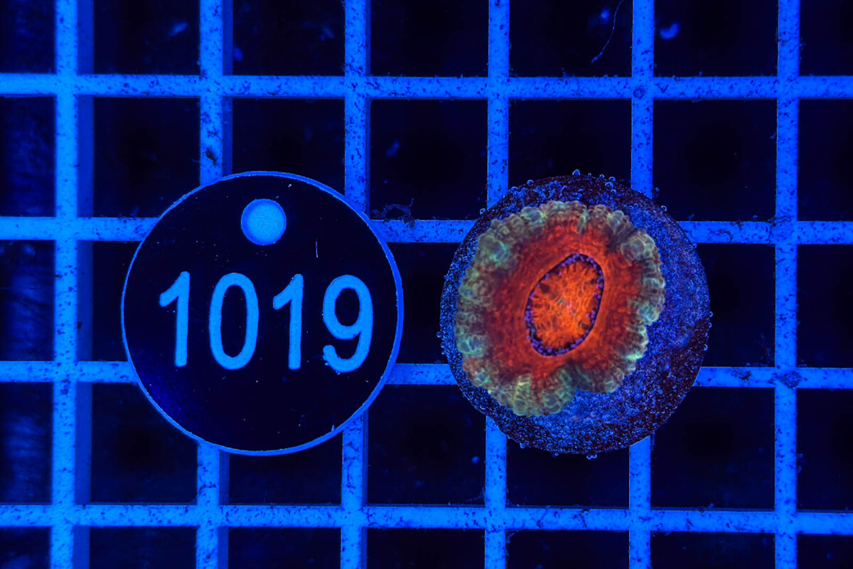 Acanthastrea lordhowensis box