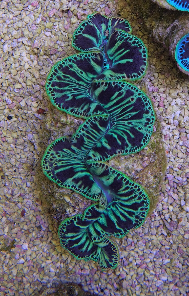 Tridacna Maxima green 5cm