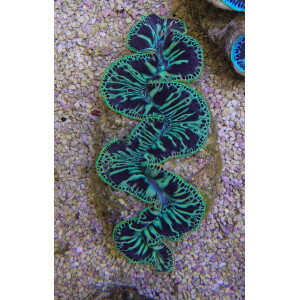 Tridacna Maxima green 5cm