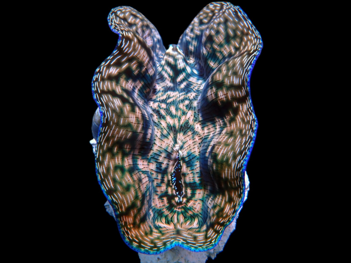 Tridacna Derasa 8cm