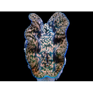 Tridacna Derasa 8cm